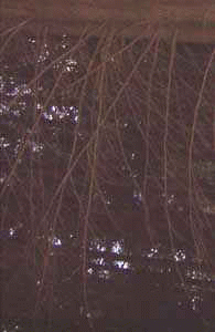 Cripta Oculta : Eles Chamam-Me... Bem de Longe